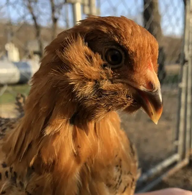 Easter Eggers are defined by their poofy cheeks and beard