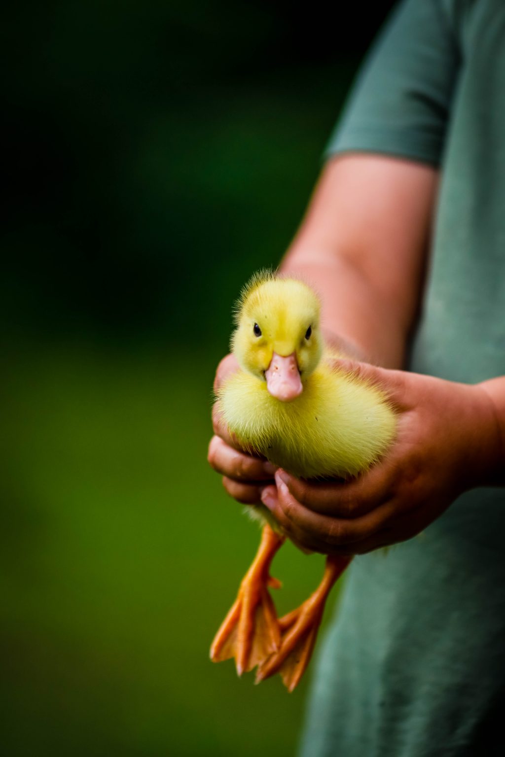 Raising Ducklings vs Chicks Flockjourney