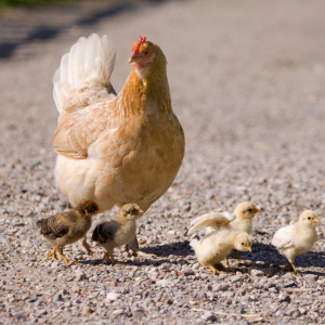 What You Should Know About Mother Hens