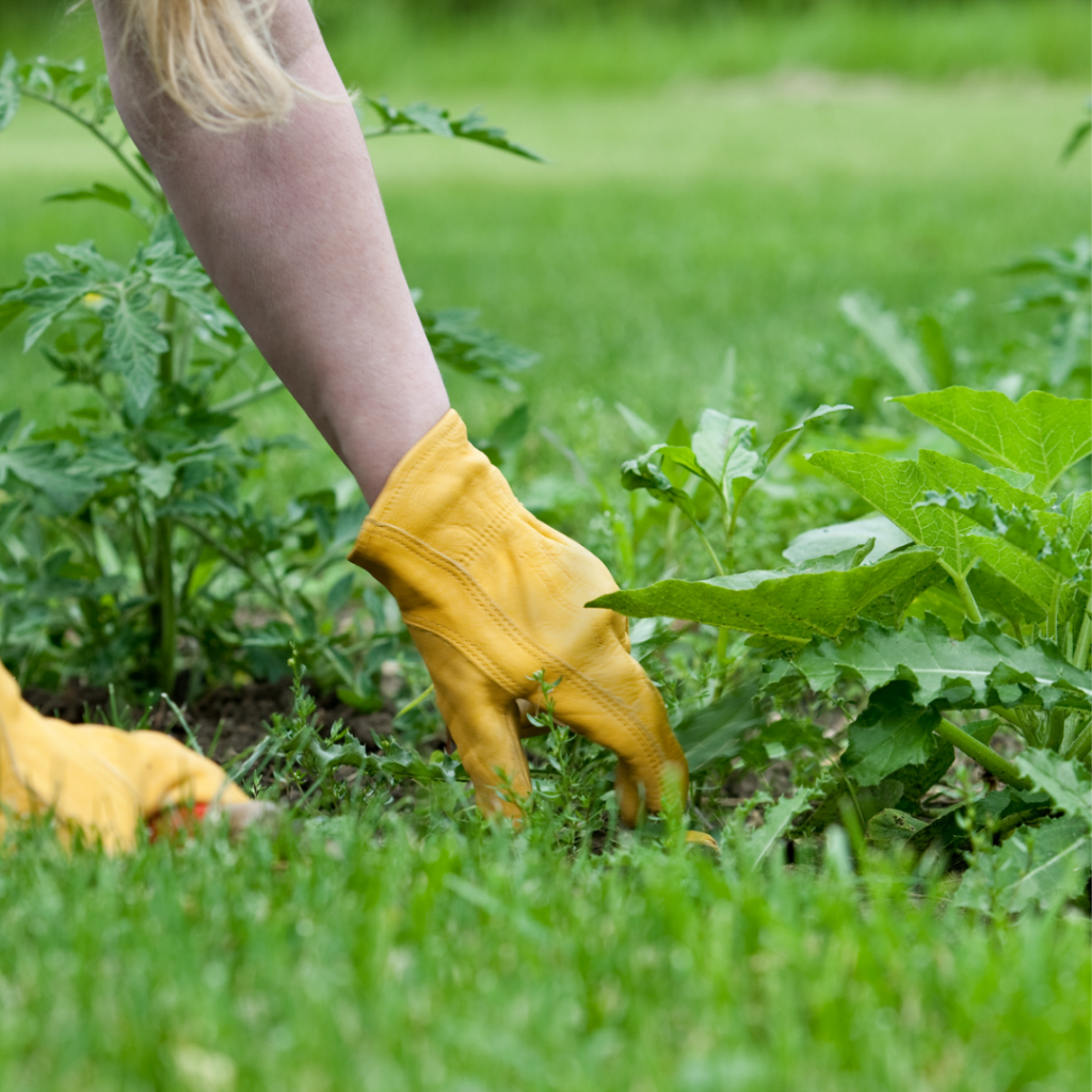 How to Prevent Weeds in the Garden Flockjourney