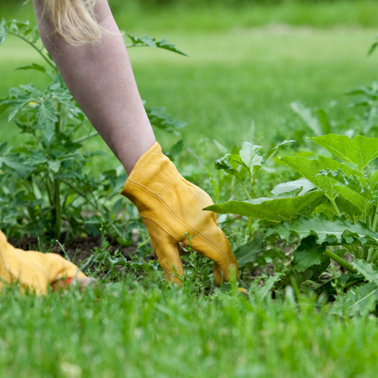 How to Prevent Weeds in the Garden Flockjourney