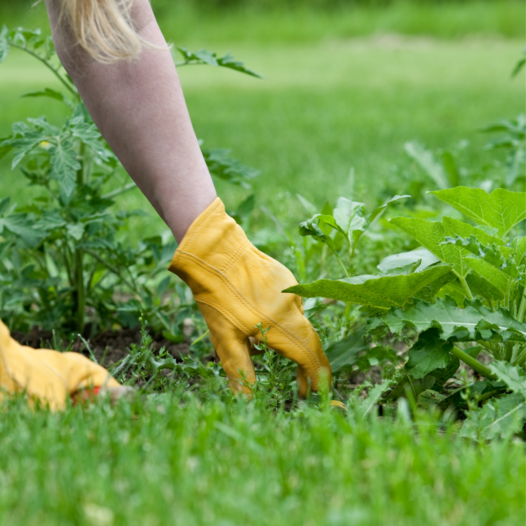 How To Prevent Weeds In The Garden Flockjourney 3447