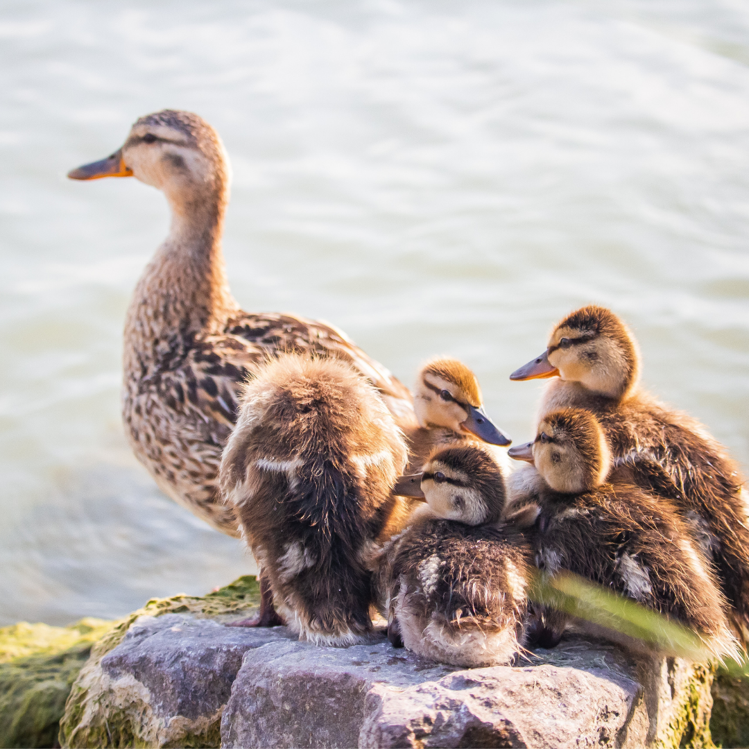 Do Ducks Need Bodies of Water? Flockjourney