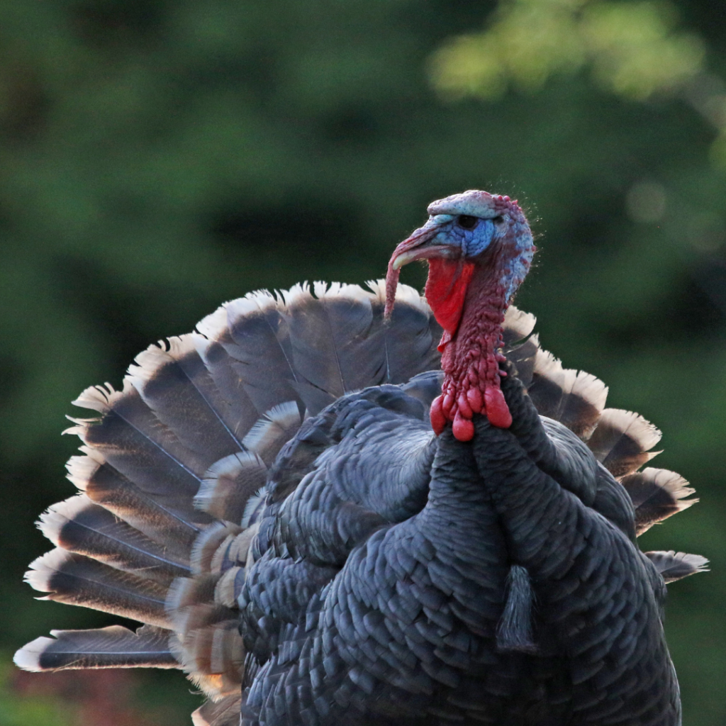 Raising Turkeys for Meat vs. Pets Flockjourney