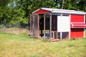Stage 3: The Big Coop for Grown Chickens (4 Months and Beyond)