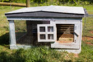 Stage 2: The Grow-Out Pen for Teenagers (About 7 Weeks to 4 Months)