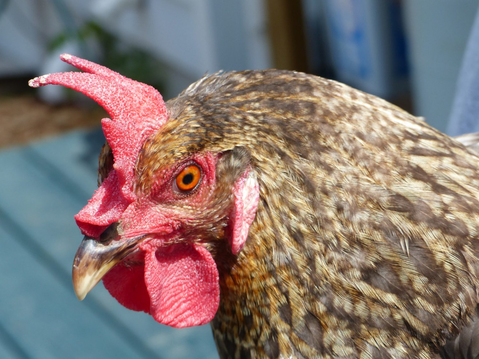 A Chicken’s Quirky Vision Flockjourney