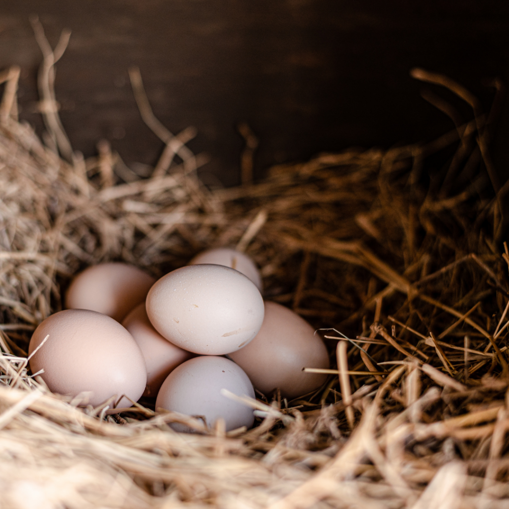 The Difference Between Infertile and Fertilized Eggs Flockjourney