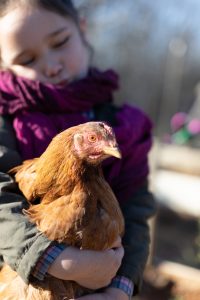 Why Raising Chickens Is Good for Children