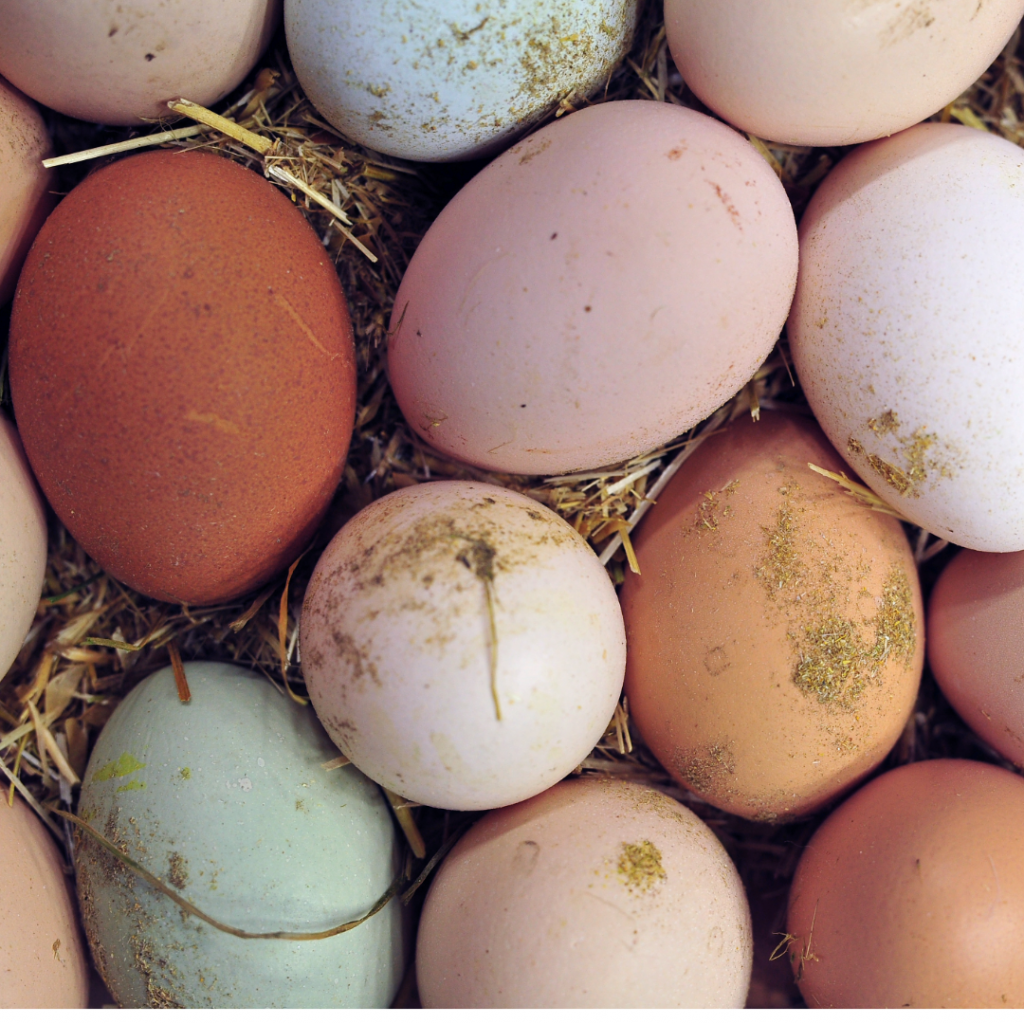 do-birds-lay-different-colored-eggs-over-time-flockjourney