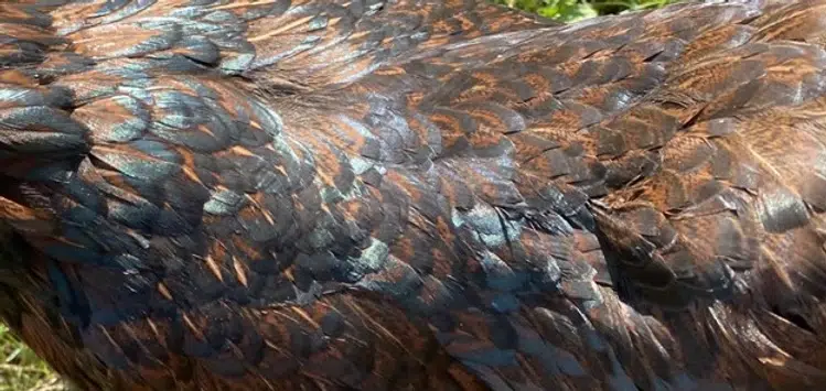 Barnevelder feathers
