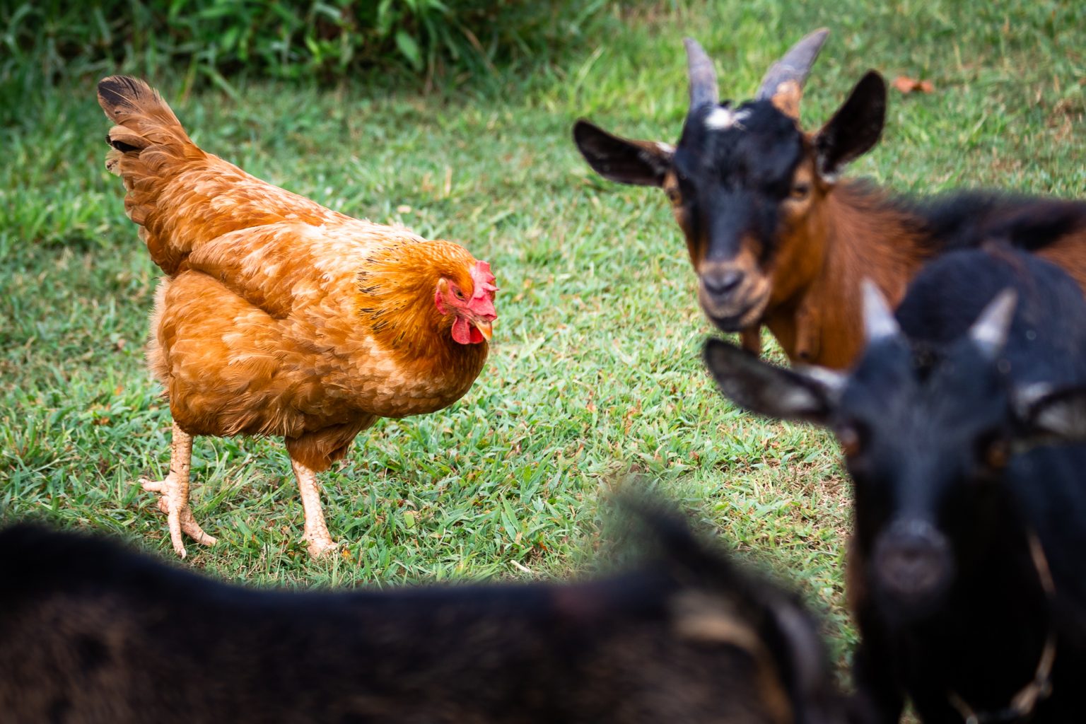 What Types of Animals can Live with Chickens? Flockjourney