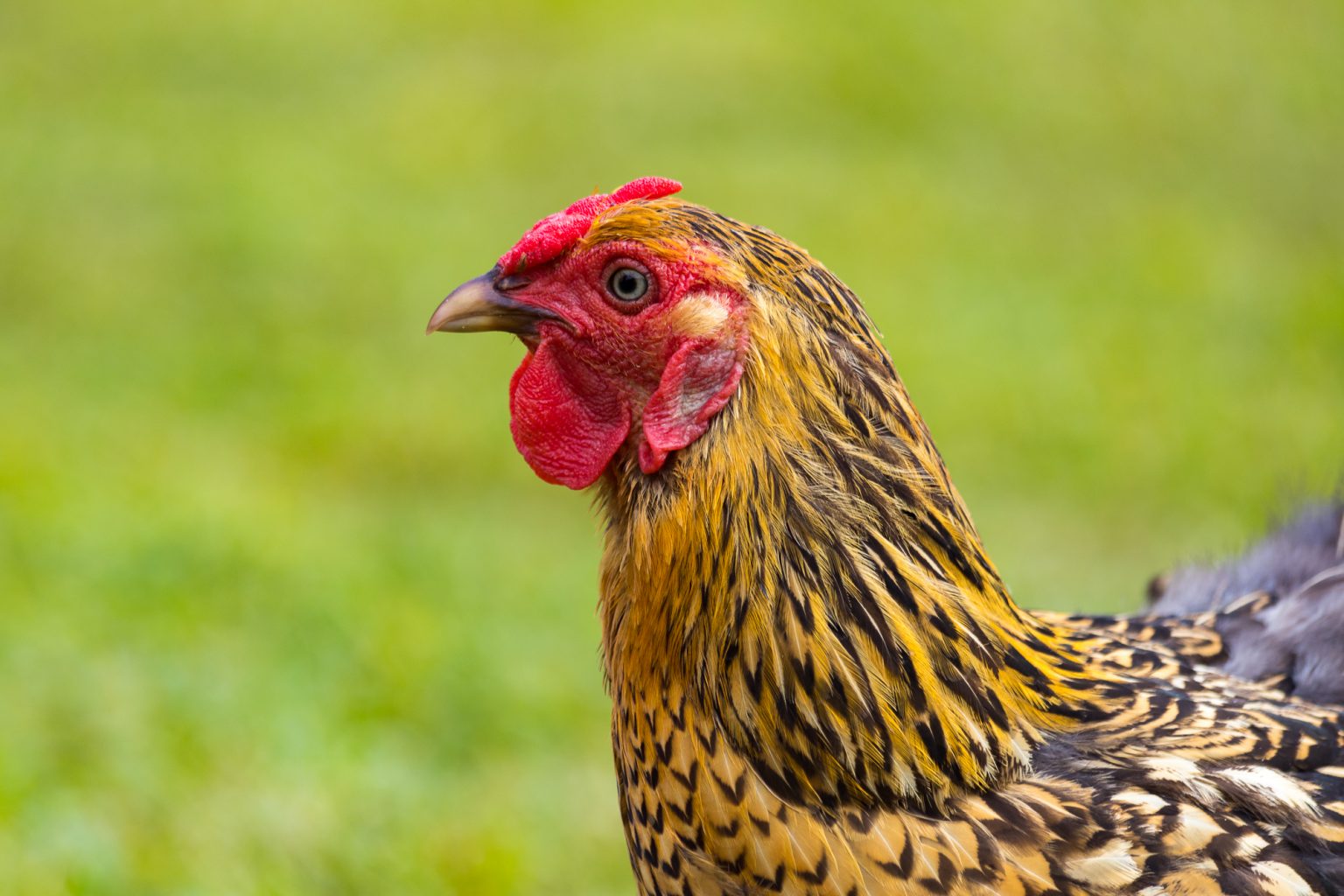 Chicken Combs – Flockjourney