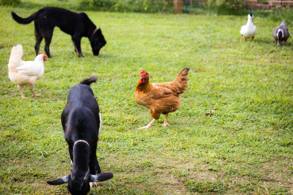 What Types of Animals can Live with Chickens? Flockjourney