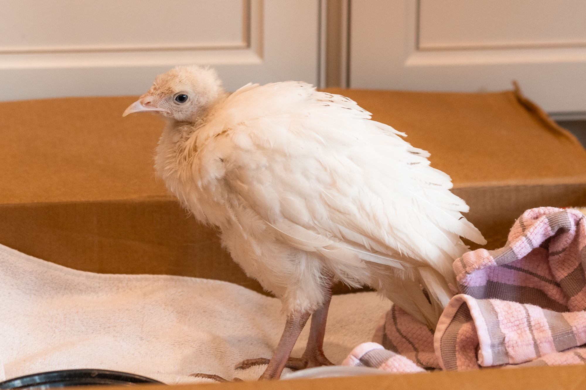 Raising Turkey Poults (Entry 3) Flockjourney