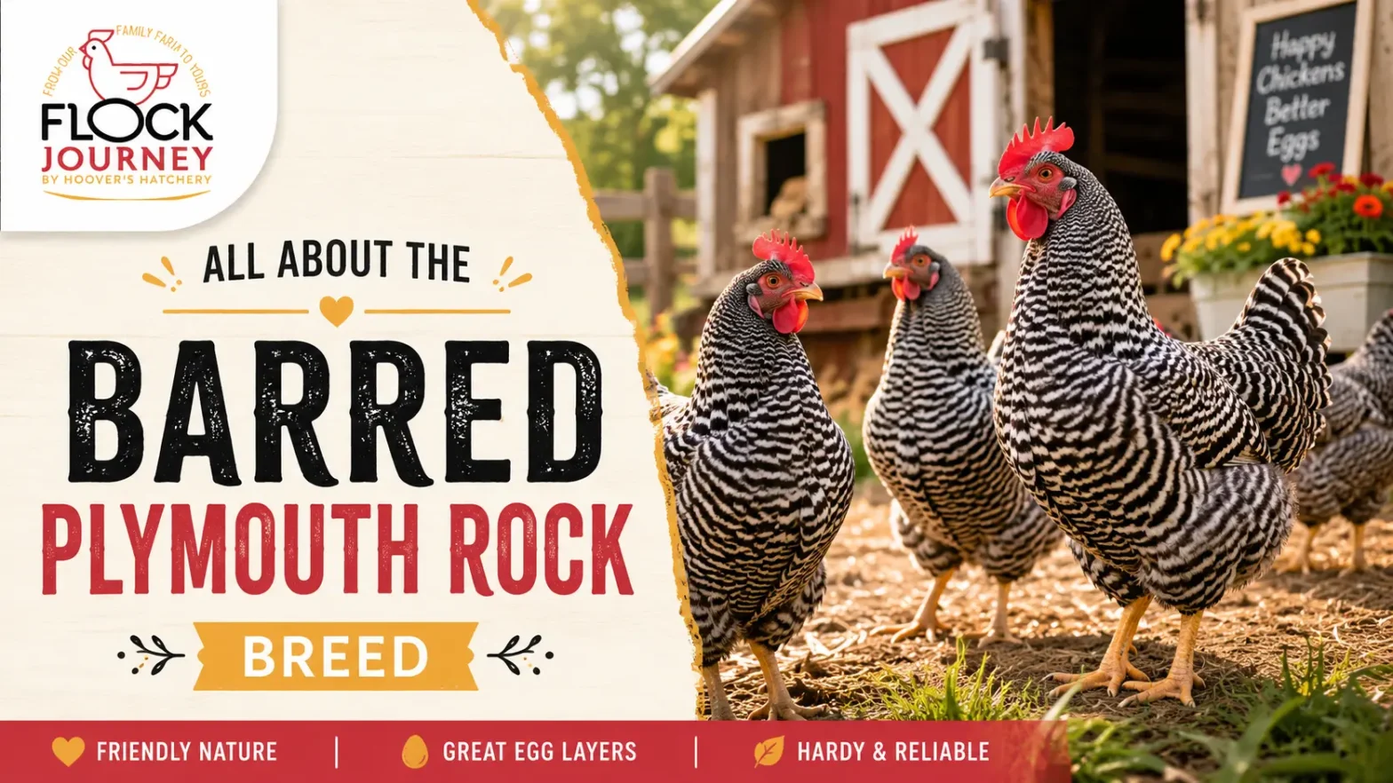 All About the Barred Plymouth Rock Breed