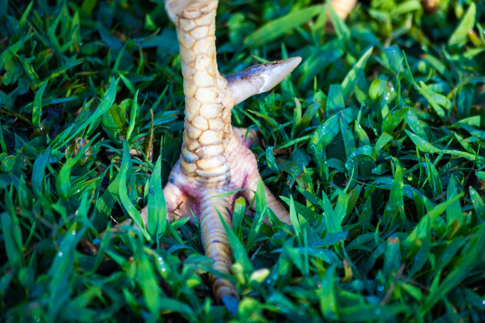 Tips for Treating Bumblefoot Flockjourney