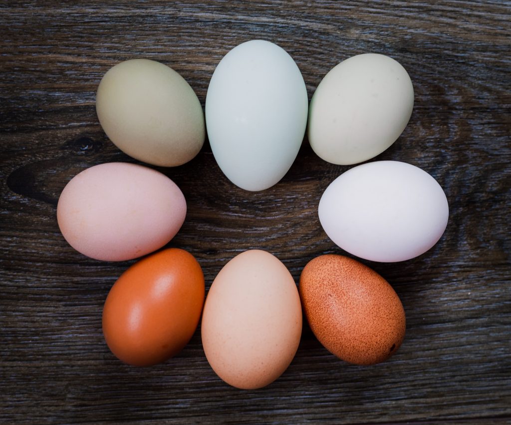 Does Eggshell Color Affect Taste? Flockjourney