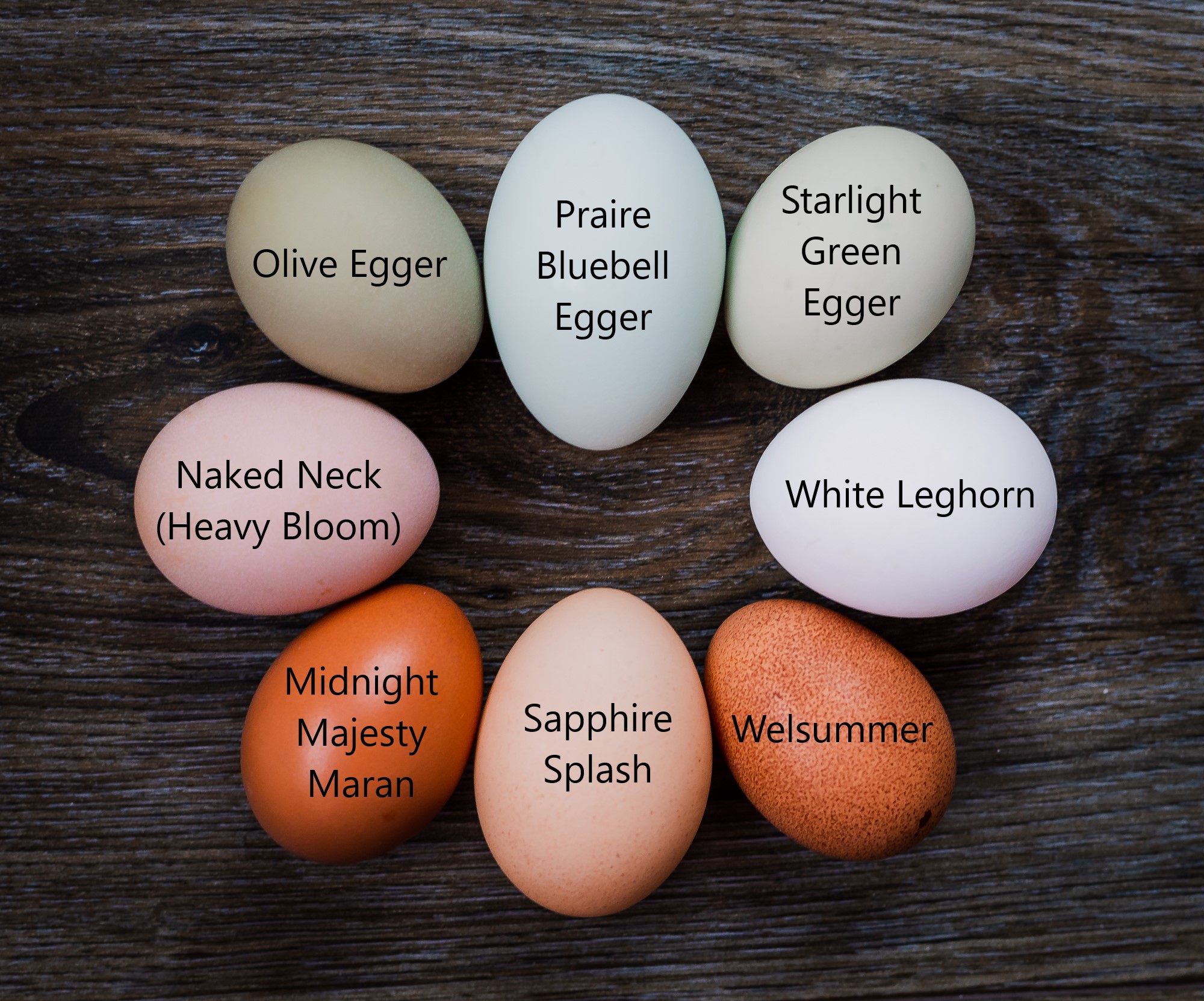 Easter Egger Chickens Egg Colors