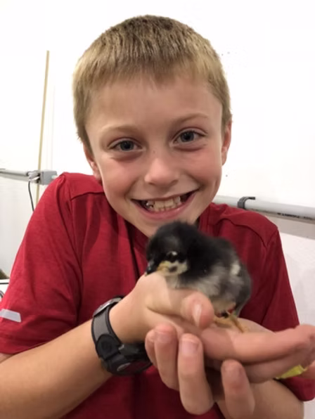 Where to Find Kid-Friendly Chicks