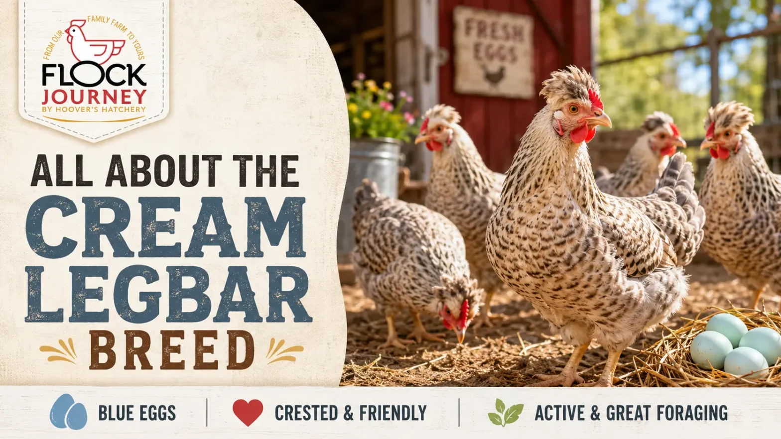 All About the Cream Legbar Breed
