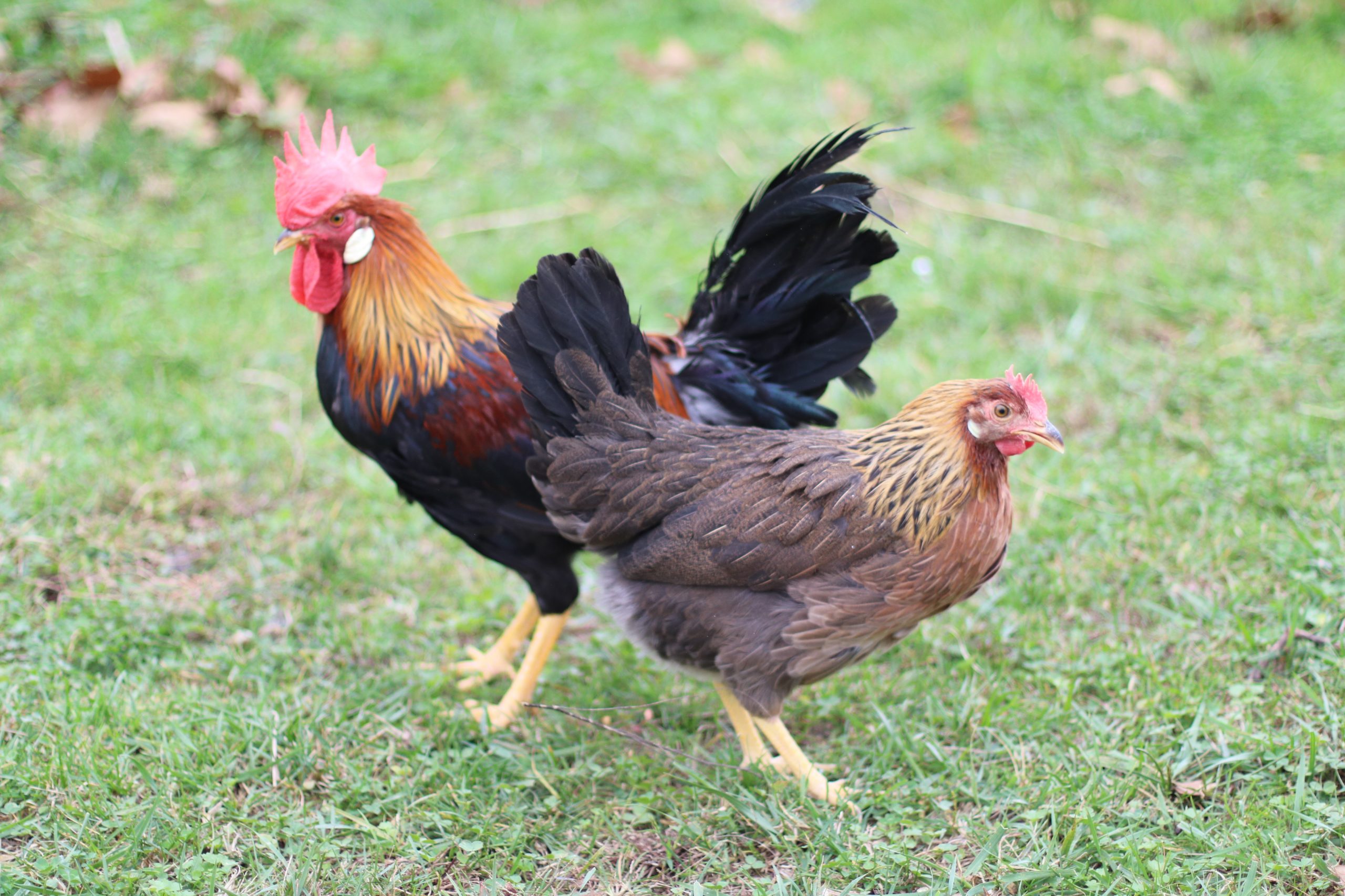 https://flockjourney.com/wp-content/uploads/2022/12/Brown-Leghorn-2-scaled.jpg