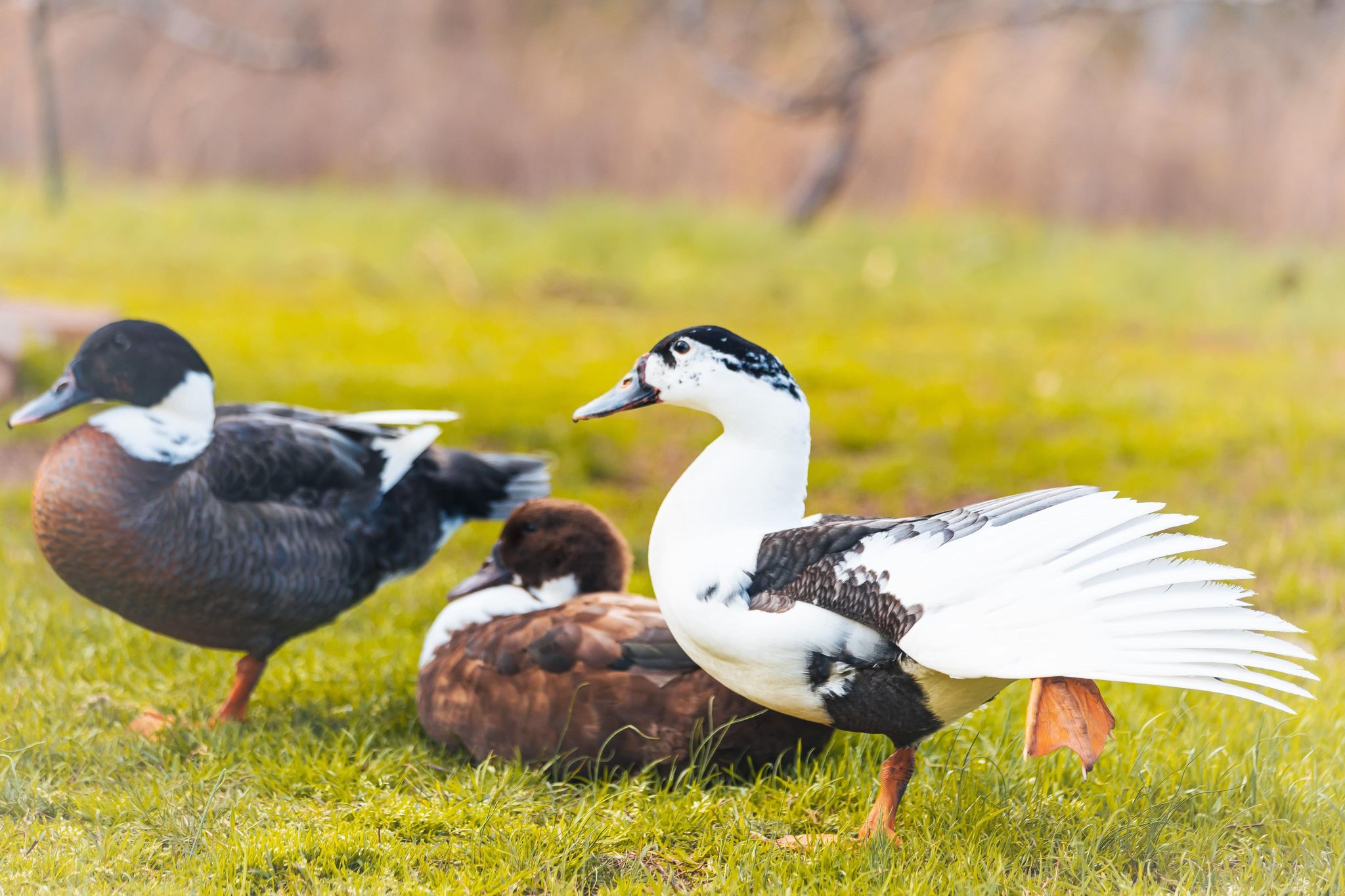 How Do Ducks Stay Dry In Water?