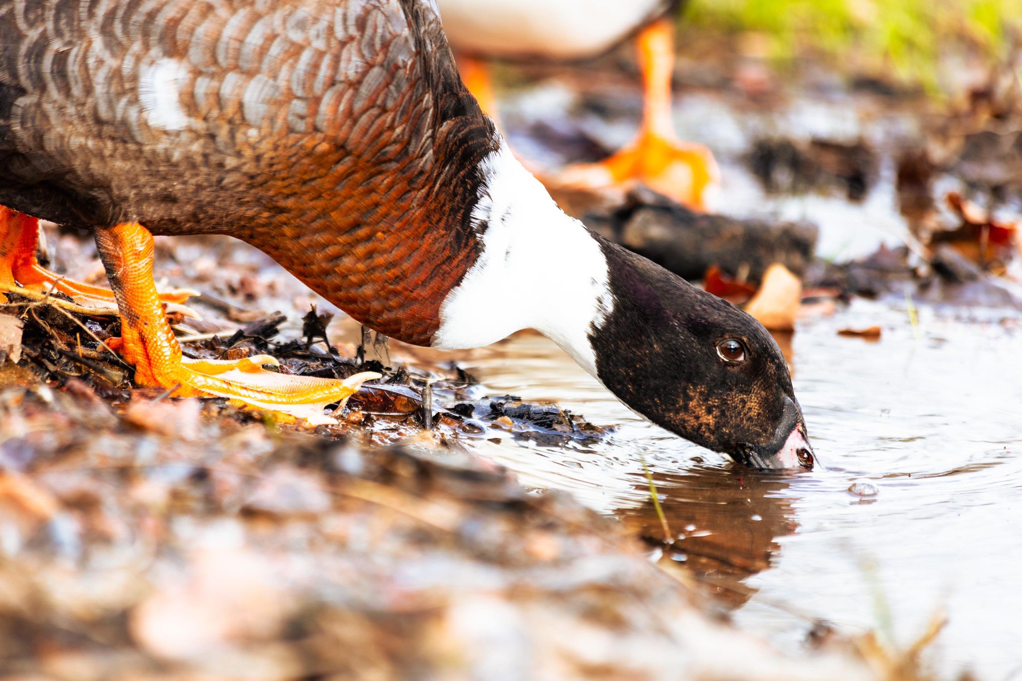 How Do Ducks Stay Dry In Water?