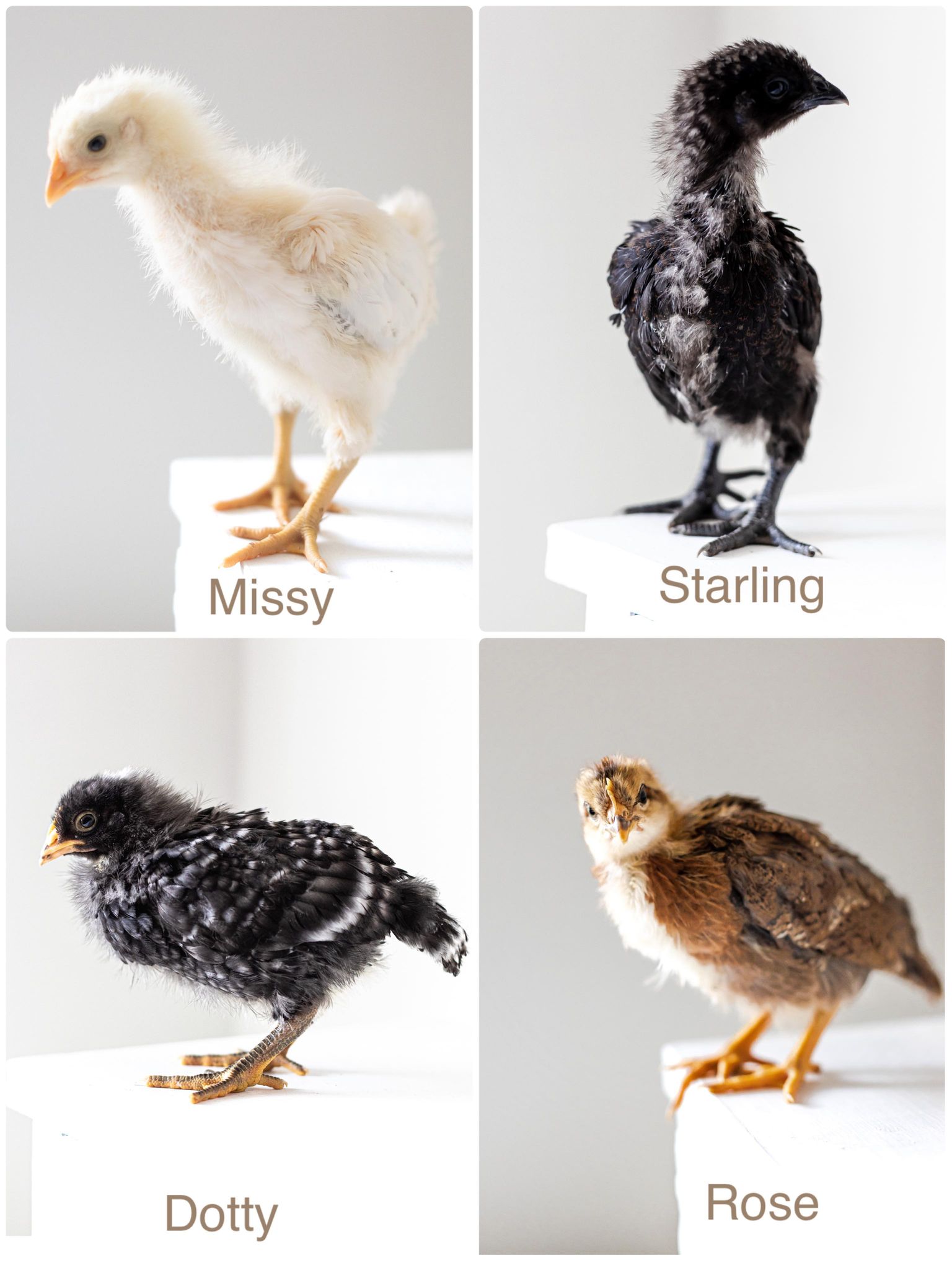 Chick Journey Weeks 2-4 – Flockjourney