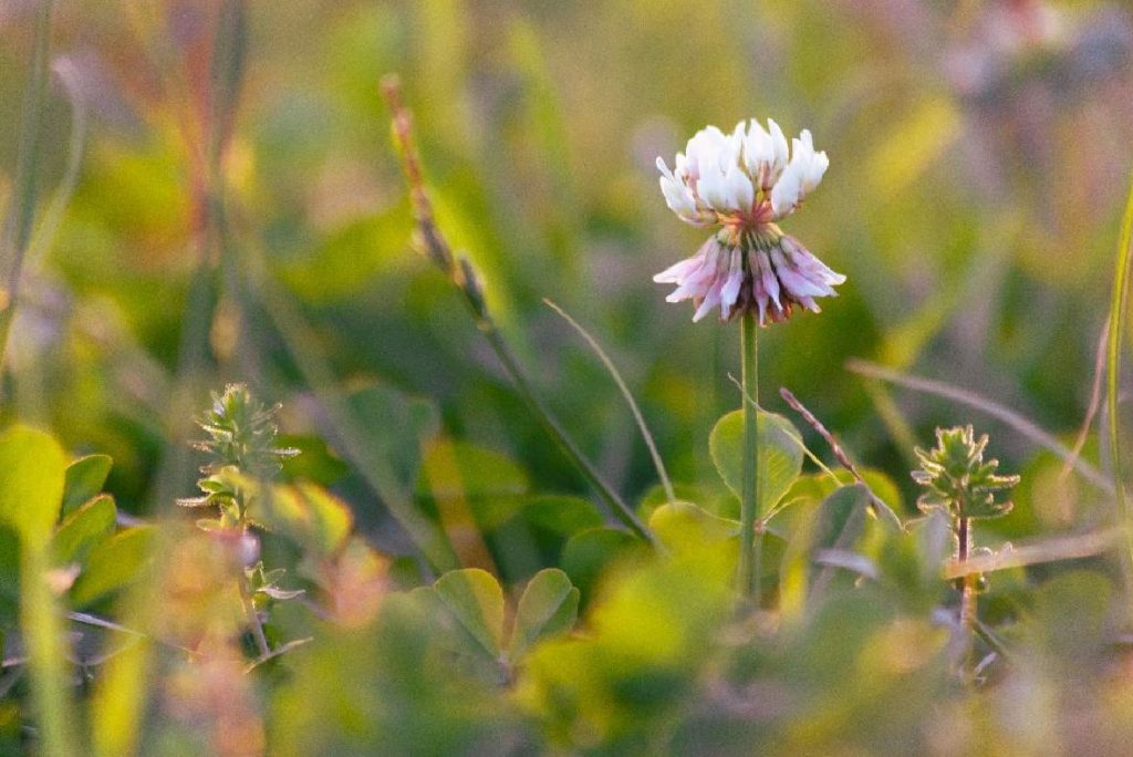 Edible Flowers for Chickens Flockjourney