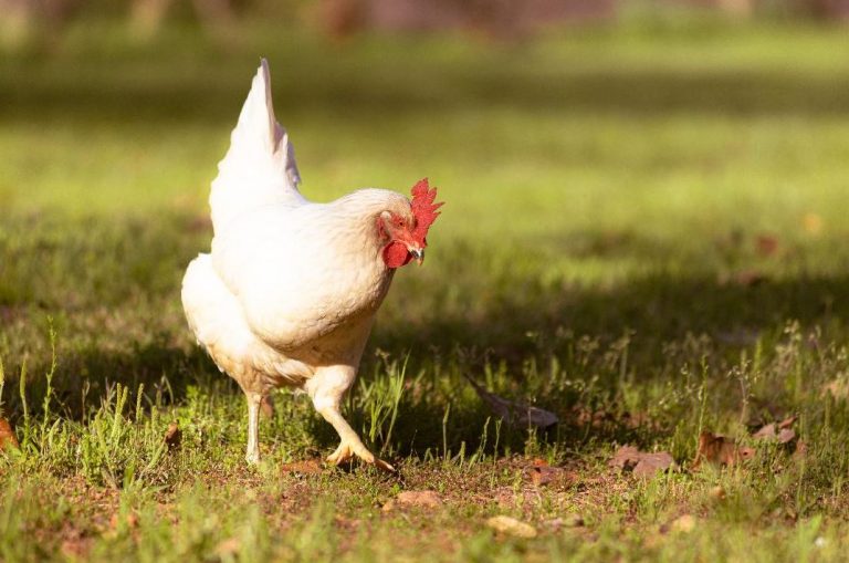 Edible Flowers for Chickens Flockjourney