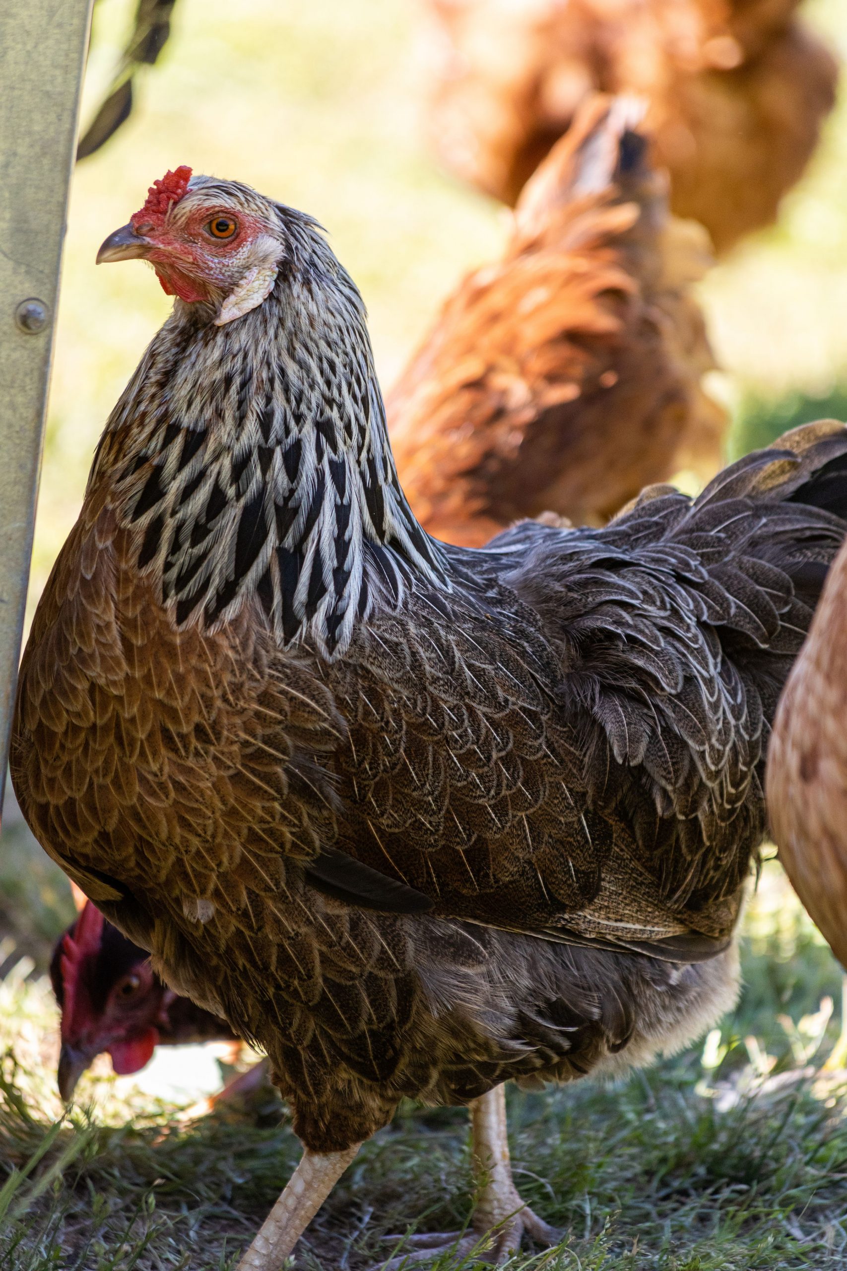 Breed Highlight: Prairie Bluebell Egger™ – Flockjourney