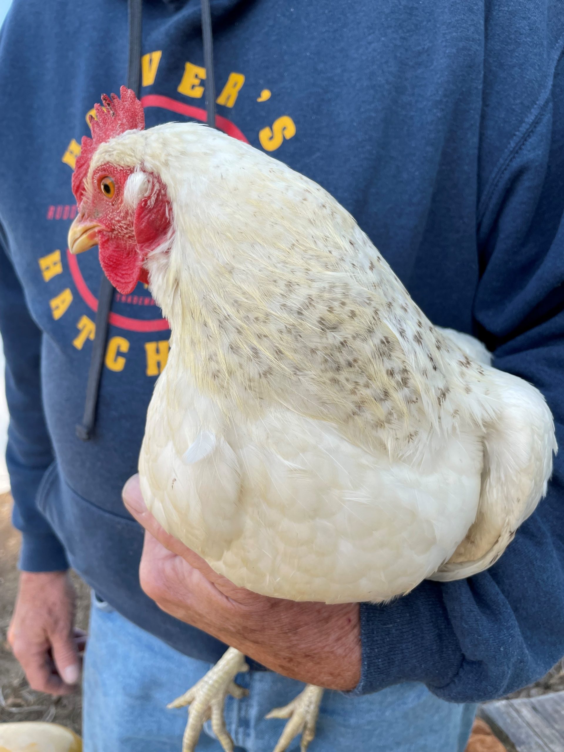 Buff Orpington roo over White Leghorn hen