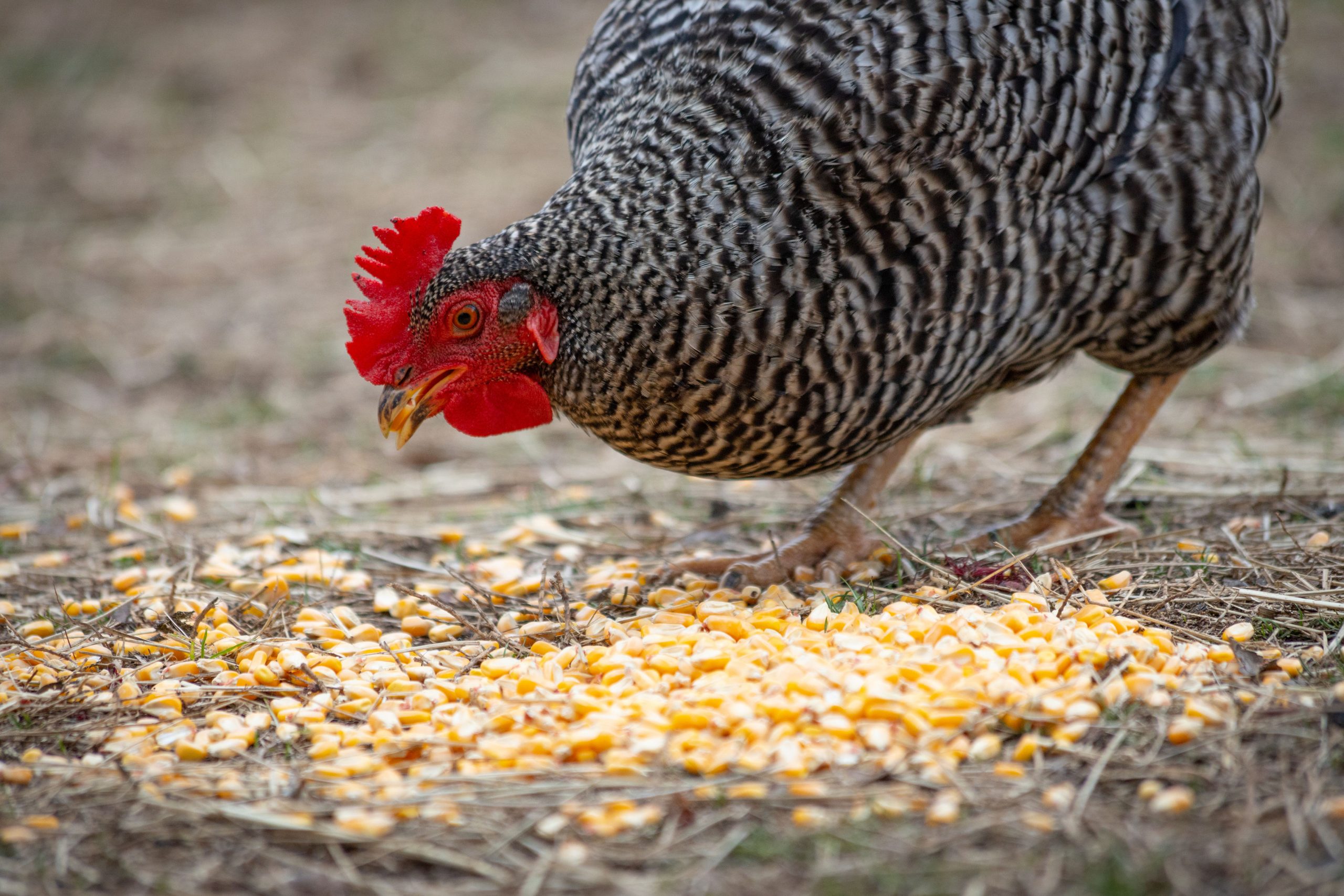 Tips for Catching and Moving Chickens – Mother Earth News