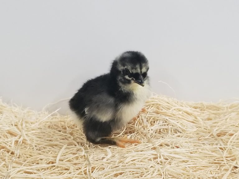 Rock Flocks Rustic Rock™ – Flockjourney