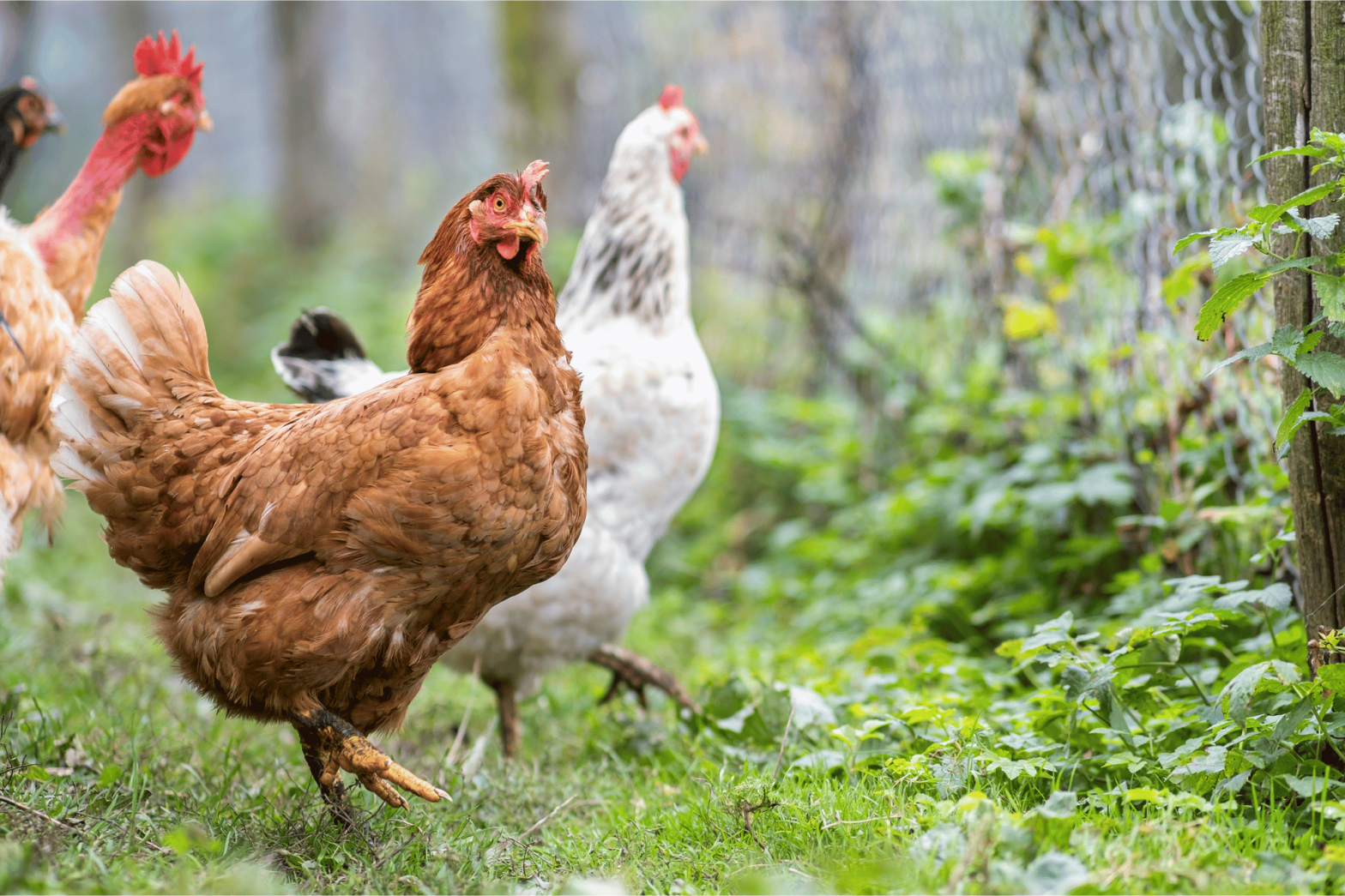 Healthy chickens