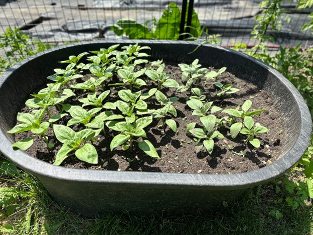How to Garden In Containers
