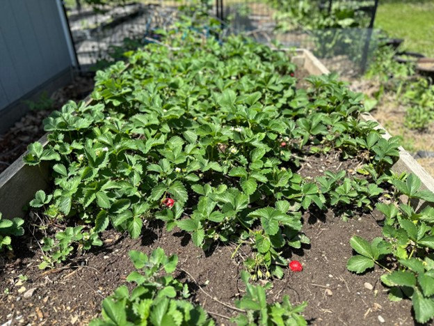 How to Garden In Containers