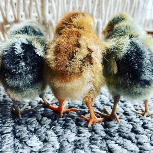 Treating Pasty Butt