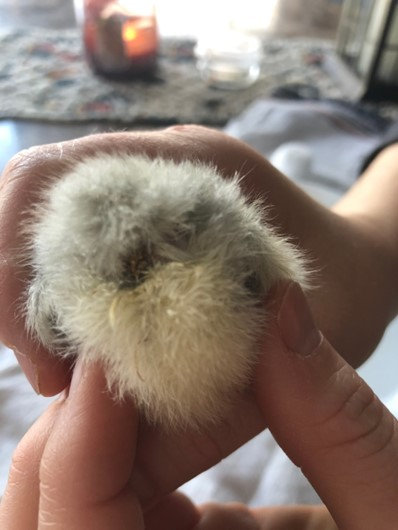 Treating Pasty Butt