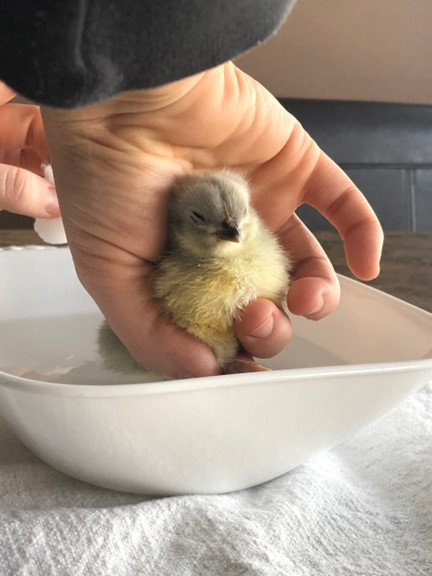 Treating Pasty Butt