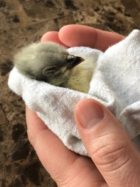 Treating Pasty Butt